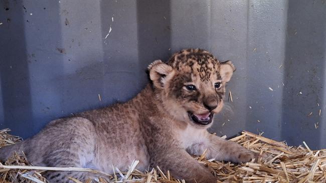 Three lion cubs at Taronga Western Plains Zoo in Dubbo. Photo: Megan Lewis.