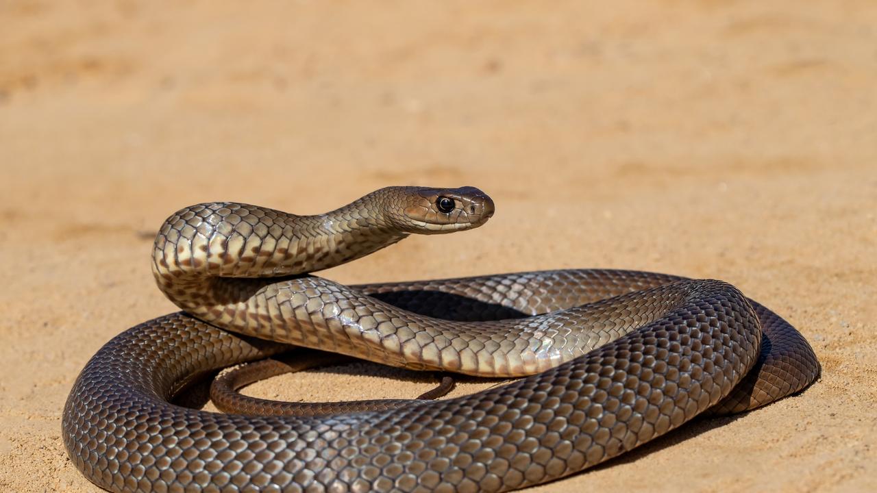 Man, 69, ‘tragically’ killed while trying to remove coiled snake from ...