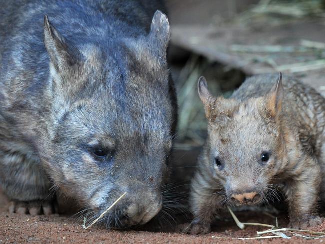 Southern hairy-nosed wombat with joey.