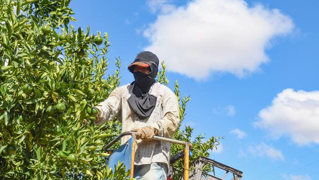 A worker on Red Rich Fruits' Gayndah orchard thinning the tops of citrus trees.