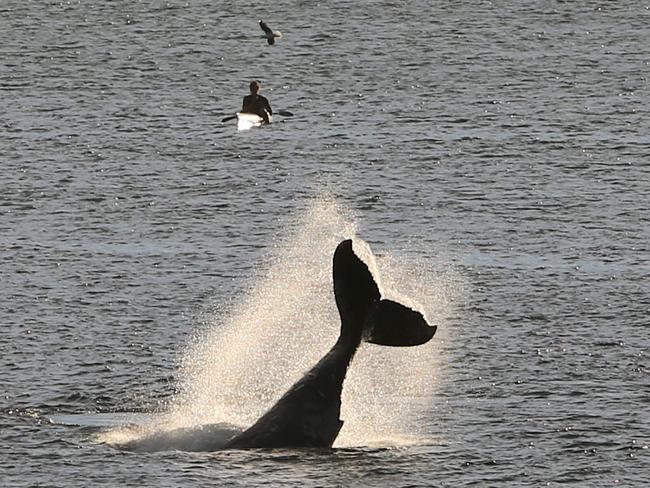 The young male whale puts on a show off Bondi Beach this morning. Picture: John Grainger