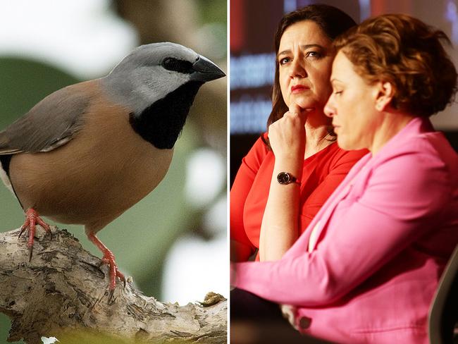 The endangered southern black-throated finch, which could be impacted by the Adani mine in the Galilee Basin, and Queensland Premier Annastacia Palaszczuk and her deputy, Jackie Trad.