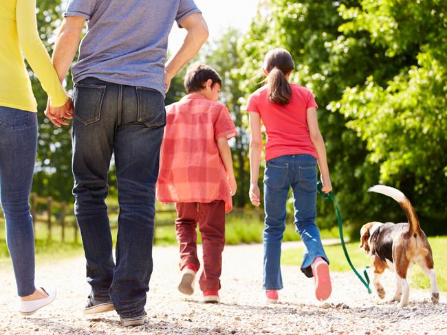 The RSPCA has seen inquiries from people wanting to become foster carers soar during the pandemic. Picture: iStock