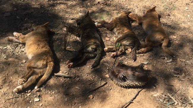 Former dog controller Ian Campbell cut these dingo pups out of a log, where their mother had left an echidna for them to feed on.