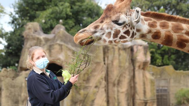 Giraffe keeper Meryl McGlone with Nakuru and Klintun. Picture: Alex Coppel.