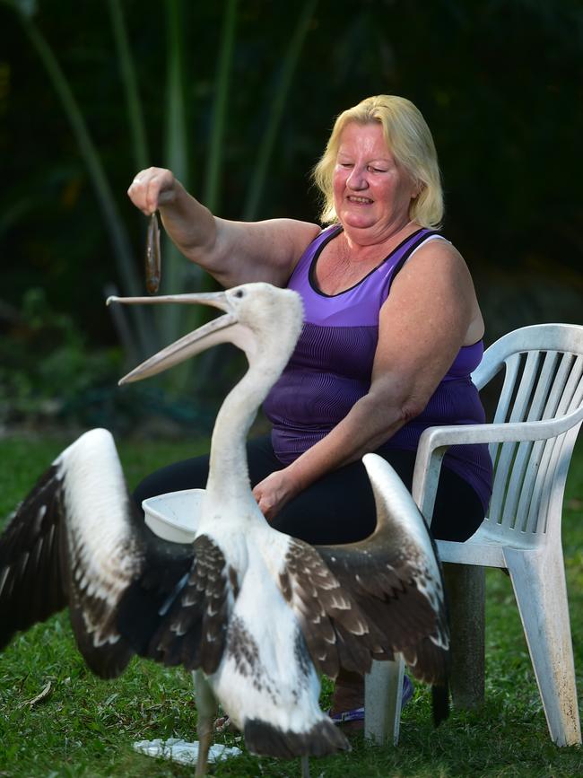 Animal carer Helen Bell with Peggy the pelican. Picture: Evan Morgan