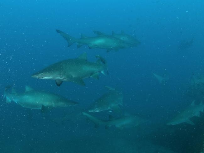 Stunning vision of pregnant grey nurse sharks