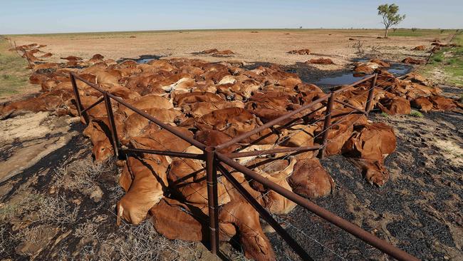 A mass of dead cattle that tried to escape the freezing winds near Julia Creek in February 2019. Picture: Lyndon Mechielsen