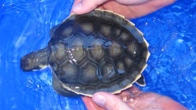 A baby Flatback Turtle. The Department of Environment and Science says the tiny turtles are dying along the Capricorn Coast after being attracted to vehicle headlights.