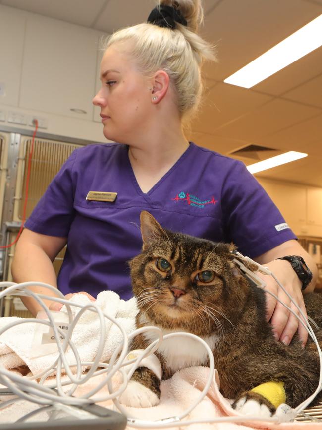 Jayne Hanson tends to an elderly cat. Picture Glenn Hampson