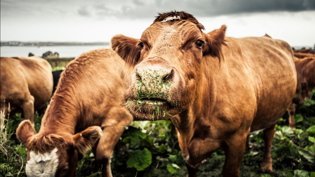 Cattle feed supplement aimed at reducing ‘cow farts’ to ‘save the planet’