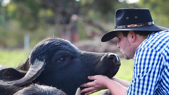 Riverine Ranch, Where the (Water) Buffalo Roam