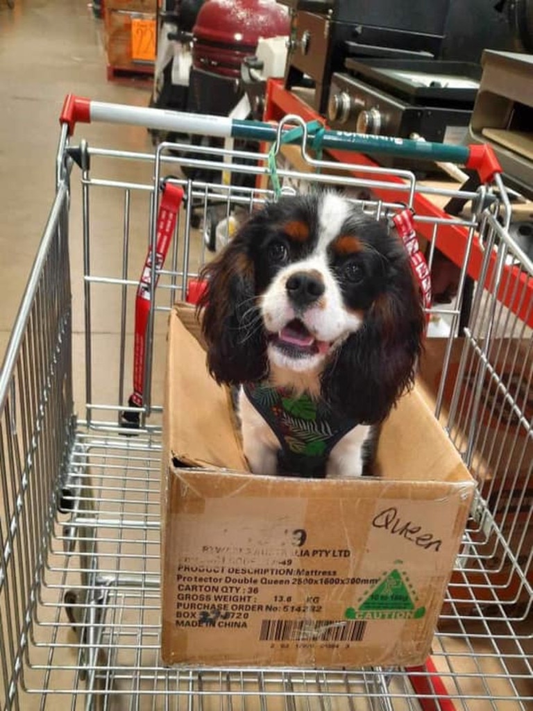 Pete: Adele Fulton's 6 Month old Cavalier King Charles Spaniel