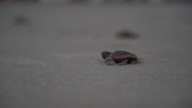 Turtle hatchlings making their way to the ocean Credit: Ashi Hilmer