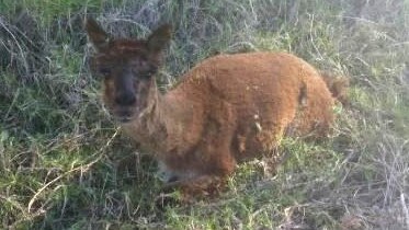 Cleo the alpaca was rescued from the gang’s Horsley Park club house.