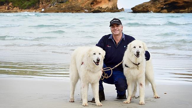 Maremma barking store