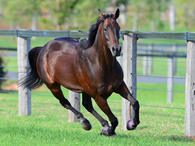 Champion racehorse Winx at her new home in southwest Sydney. Picture: Lisa Grimm 