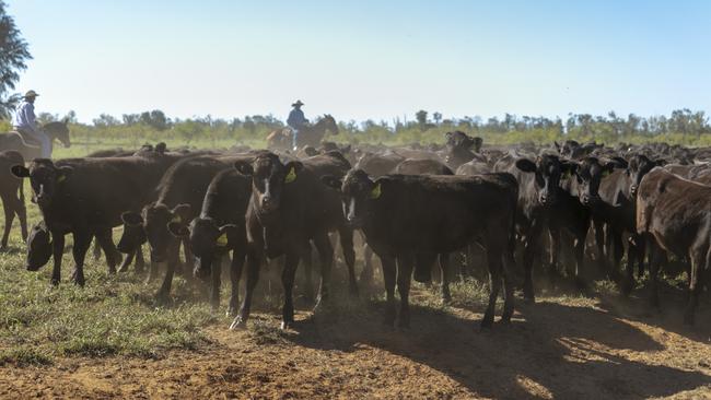 An AACo cattle herd in Queensland.