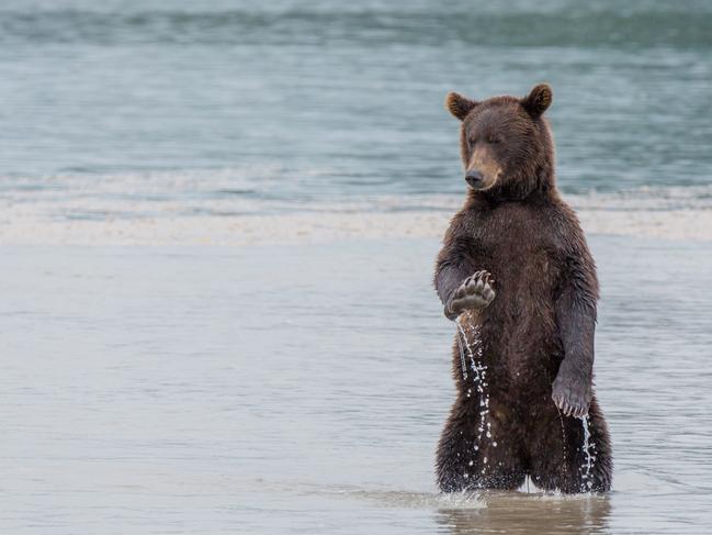 A Kamchatka brown bear on Kamchatka Peninsula, Russia. Picture: Budkov Denis/Barcroft Images
