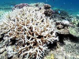 The impact of unprecedented back-to-back coral bleaching at two shallow Reef sites off Port Douglas. Picture: Lachie Millard