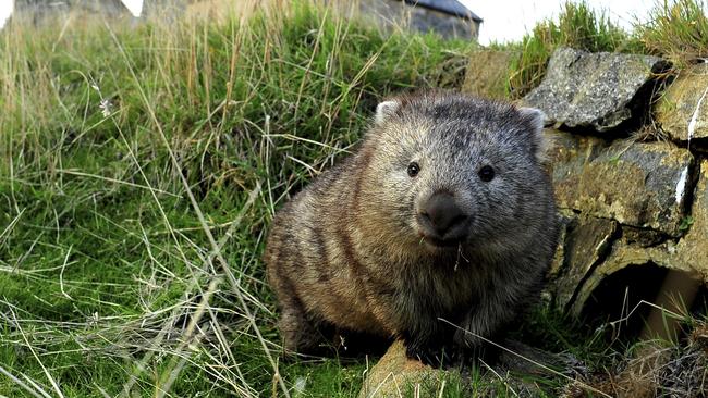 A wombat on Maria Island, one of the animals promoted in the ‘Tasmanian 5’ tourism campaign. Picture: TOURISM TASMANIA AND DOMINIC ZENG.