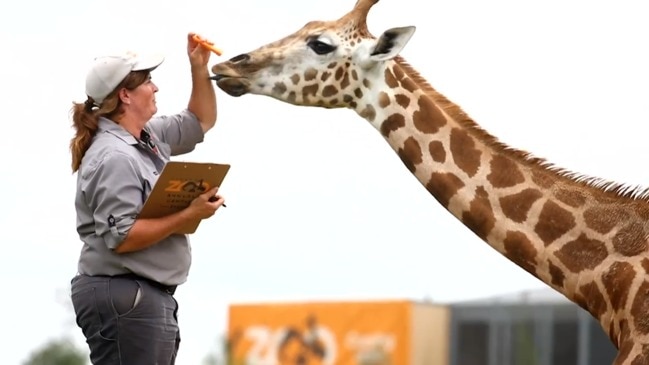 Sydney Zoo stock take