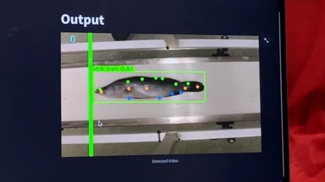 JCU's AI fish measuring prototype 'MFLD-net' could be used by fisheries and conservationists to improve their understanding of fish