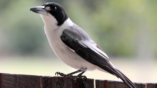 A butcherbird is attacking McCrae residents. Picture: supplied