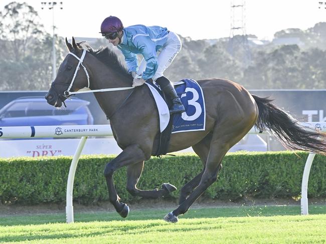 Wa Wa Wa can land his first career win when steps out on his home track on Wednesday. Picture: Bradley Photos