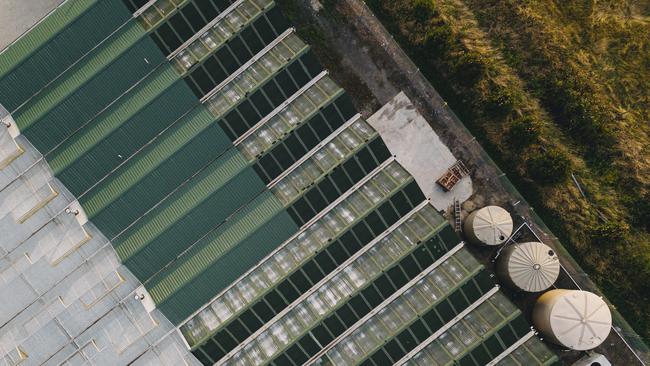 Biortica Agrimed has expanded its glasshouse footprint in Gippsland and also acquired glasshouses in NSW previously owned by CannaPacific. Picture: Supplied