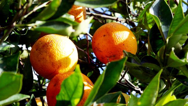 Unitholders in Vitalharvest have agreed to sell the citrus and berry farm owner to Macquarie Agricultural Funds Management.