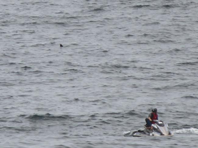 A shark fin appears above the waves off Merewether Beach in Newcastle on the weekend. Picture: Nic Tonks.