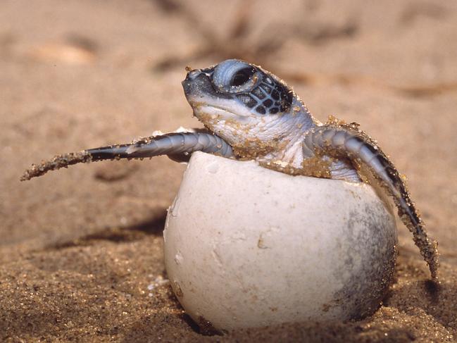 Dermochelys coriacea  Leatherback turtle  hatching.  Guyana Heron Island travel ANTHONY MARX