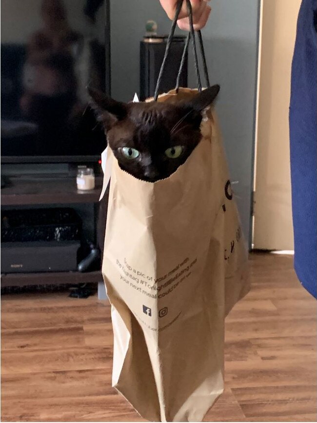 This is Pash. She is a 12-year-old Burmese and has welcomed the introduction of Uber Eats in Darwin because she now has an endless supply to paper bags to travel around in. Picture: Renee