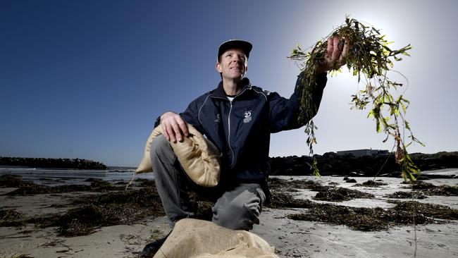 Associate Professor Jason Tanner from SARDI with sandbags and seagrass at West Beach. Picture: Naomi Jellicoe