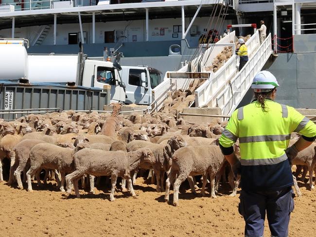 The Turnbull Government is clamping down on dodgy live sheep exports. Picture: Supplied