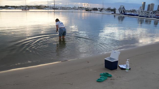 On Friday, non-for-profit organisation Surfrider Foundation volunteer Harry Gordon said they held their monthly “sampling event” where they test the water at several swimming locations on the Gold Coast. Photo: David Gonzalez – IDEXX.