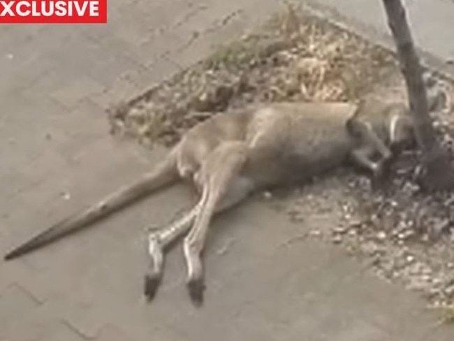 CCTV footage of a dead kangaroo being deliberately dumped outside a Park Holme mosque. Picture: 7NEWS