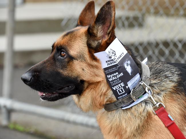 Mount Waverley Primary School polling booth in the electorate of Chisholm. German Shepherd 'Maddie' campaigns on behalf of the Animal Justice Party outside the polling booth. Picture: Steve Tanner