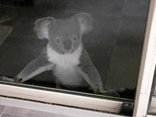 When the occupants of the Benian Road home came out to see what was scratching on their glass sliding door at 2am, this is the sight that greeted them.