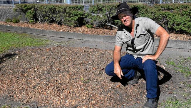 CHOPPED: Mike Johnson of Landcare Bundaberg said the firewheel tree was planted in 1946. Picture: Geordi Offord