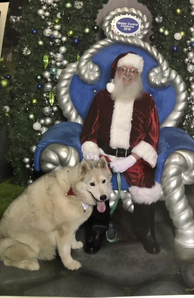 Donna Muller's dog Sarba with Santa: Hinkler Centre 2019 - Bundaberg. Sadly, Sarba grew his wings in August 2019