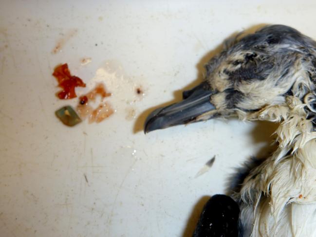 USC research into plastic bags