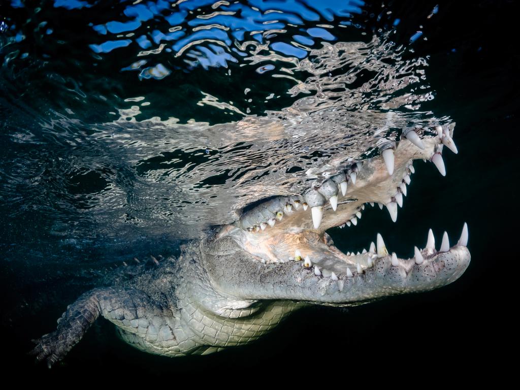 Image Name: American Crocodile Photographer Name: Lynn Wu Year: 2018 Image Description: At Cuba, Queen's Garden mangrove forest, you have opportunity to get close with the wild American Crocodile. We looked for three days and lucky we saw these American Crocodile for once. It takes a lot of courage to get near to the American crocodiles because when these Crocodiles opened their mouth it scares me a lot so in order to press the button, I have to control my fear and to calm down. It is very difficult to focus in these conditions. I tried a lot of shot and this picture below was the moment when I successfully capture. Copyright: Lynn Wu, Taiwan Region, Commended, Open Wildlife and Winner, Taiwan National Award, 2018 Sony World Photography Awards
