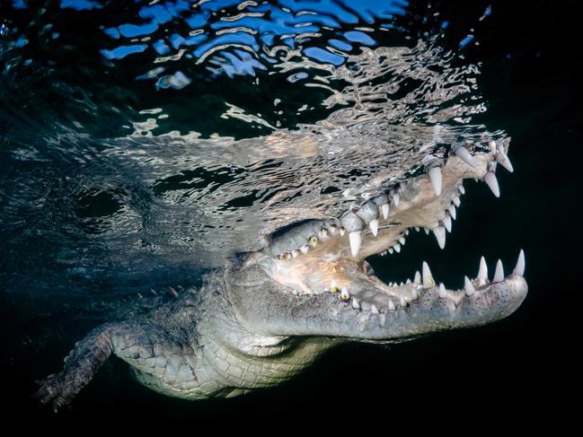 Image Name: American Crocodile Photographer Name: Lynn Wu Year: 2018 Image Description: At Cuba, Queen's Garden mangrove forest, you have opportunity to get close with the wild American Crocodile. We looked for three days and lucky we saw these American Crocodile for once. It takes a lot of courage to get near to the American crocodiles because when these Crocodiles opened their mouth it scares me a lot so in order to press the button, I have to control my fear and to calm down. It is very difficult to focus in these conditions. I tried a lot of shot and this picture below was the moment when I successfully capture. Copyright: Lynn Wu, Taiwan Region, Commended, Open Wildlife and Winner, Taiwan National Award, 2018 Sony World Photography Awards