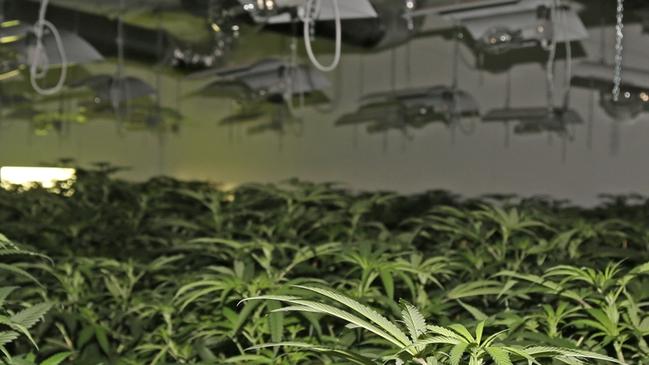 TERANIA CREEK BUST: Richmond Police District officers executed a warrant at Terania Creek property where they found two growing rooms, related equipment and mature plants. File photo courtesy of NSW Police