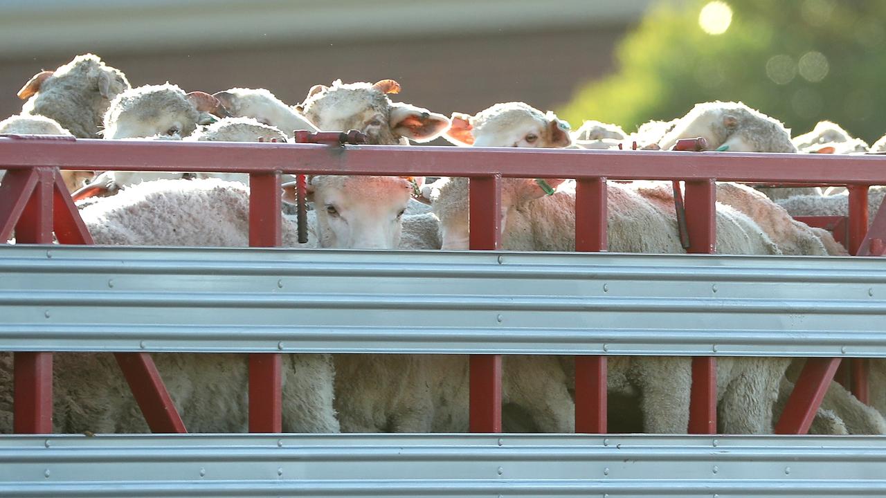 Sheep are seen while being transported to the Al Kuwait in Fremantle Harbour on June 16, 2020 in Fremantle, Australia. Picture: Paul Kane/Getty Images
