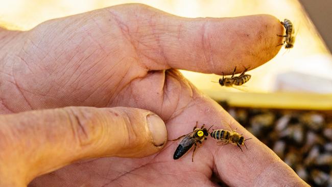 David Briggs showcases a queen bee. Picture: supplied