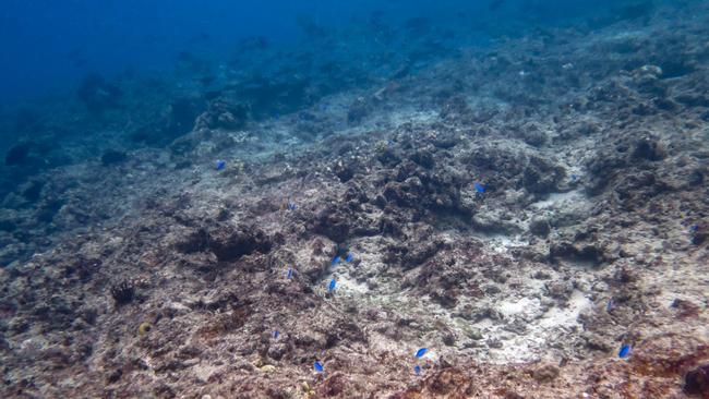 McGillivray reef in 2016. Picture: Australian Institute of Marine Science