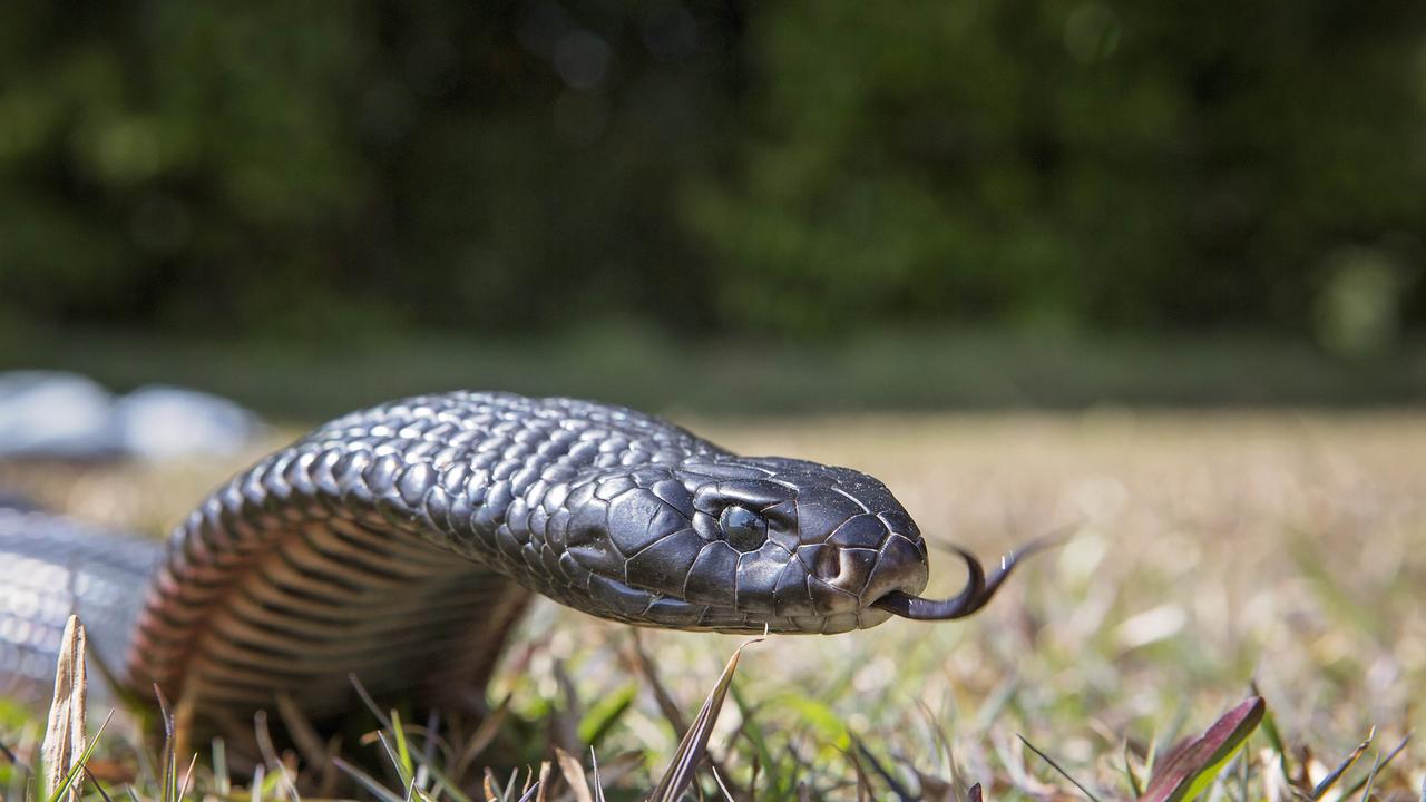 Jondaryan man rushed to hospital following snake bite